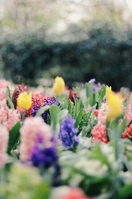 Spring Garden
