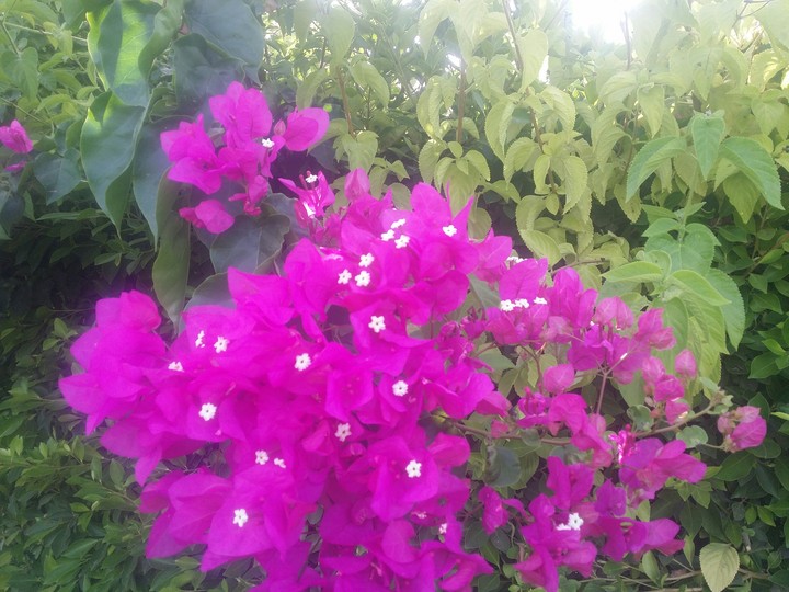 pink flowers