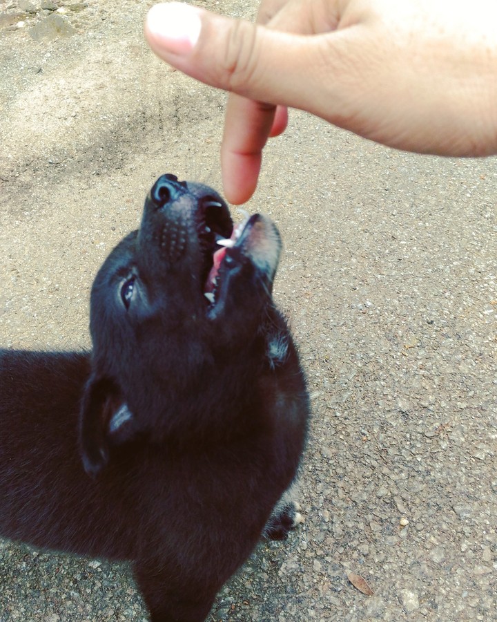 puppy