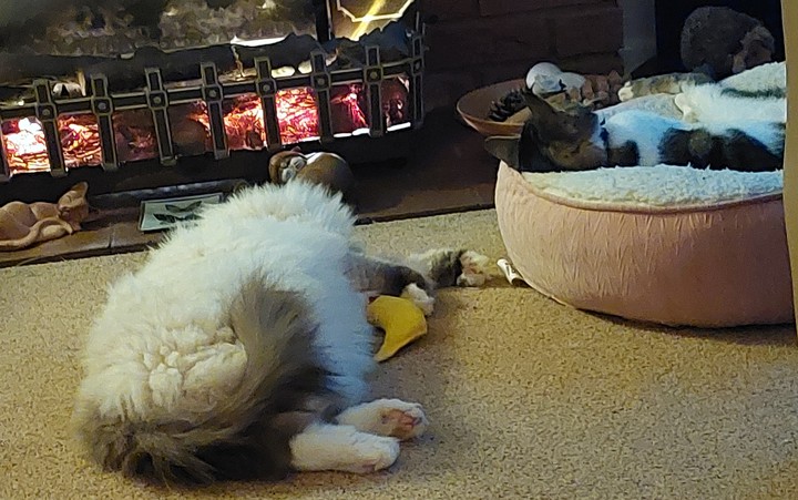 play with me kitty!!!