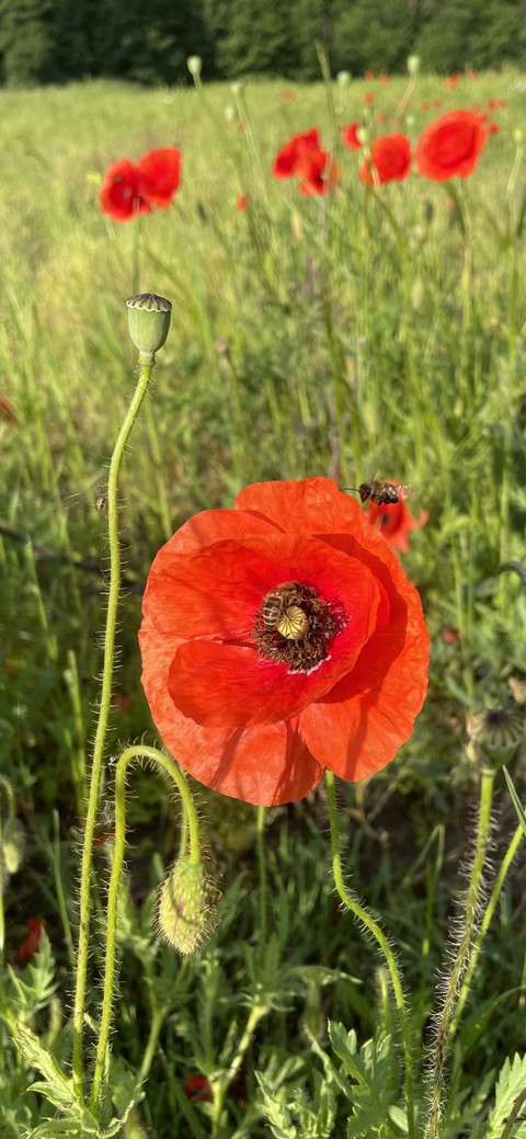 tapety red, flower