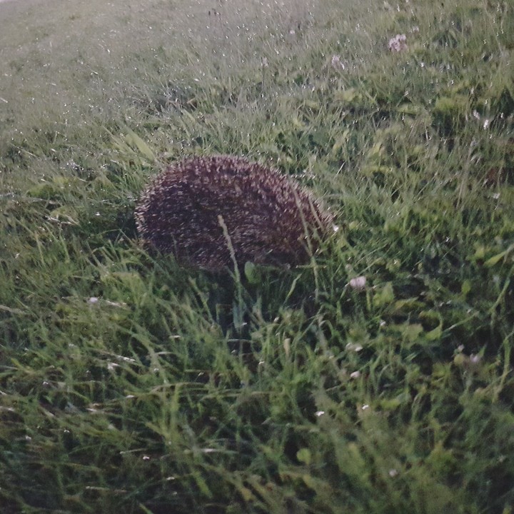 hedgehog
