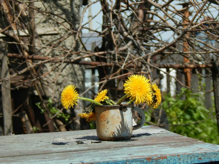 dandelions