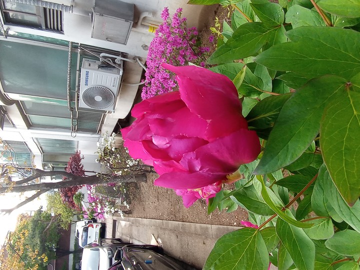 꽃 한송이,   모란이 피기까지는