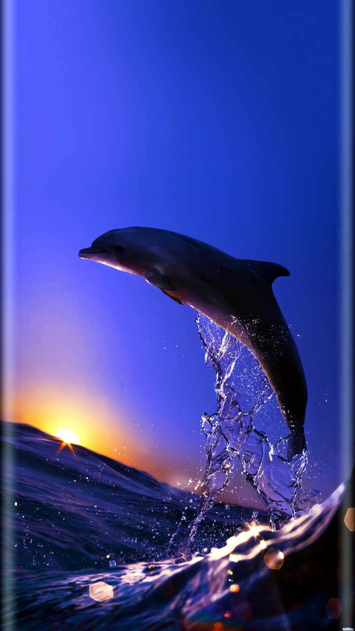 Saut d'un dauphin au dessus d'un coucher de soleil