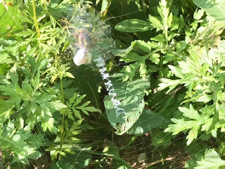 Spider web english
