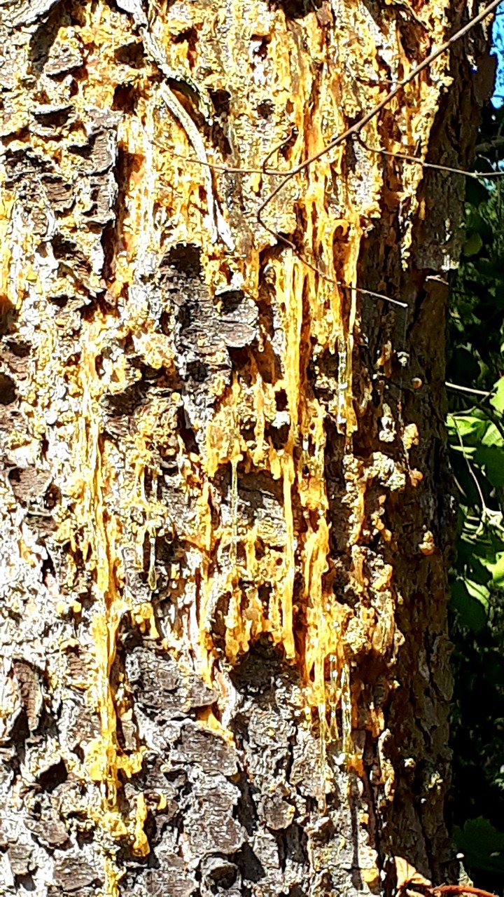 tree resin