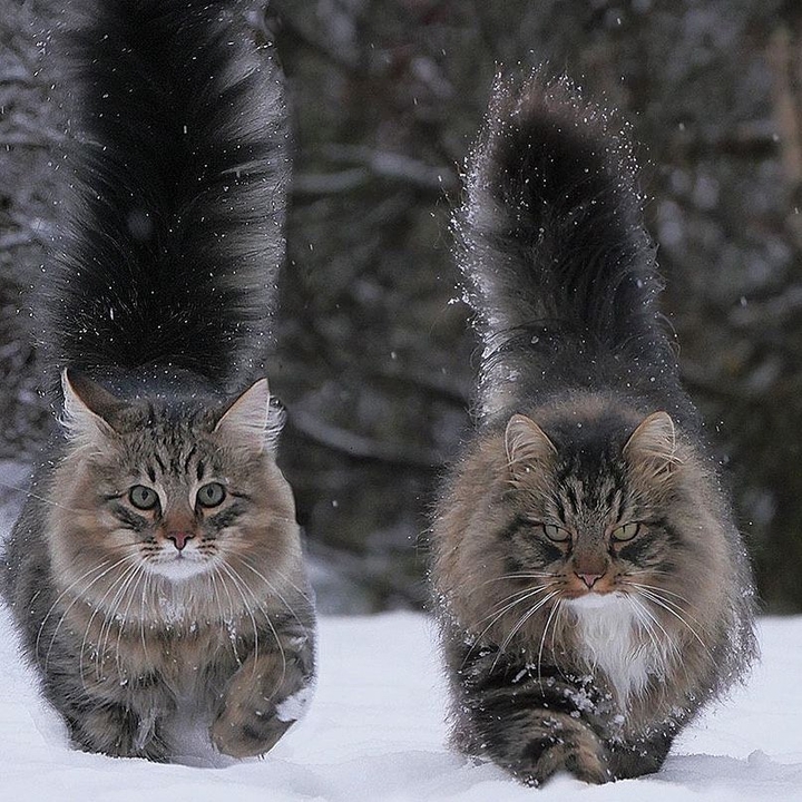 snow cats