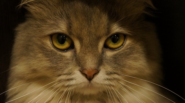 Взгляд кошки