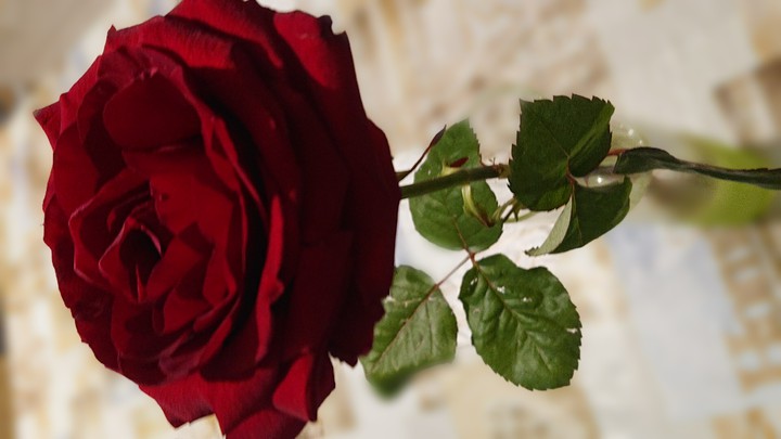rose rouge