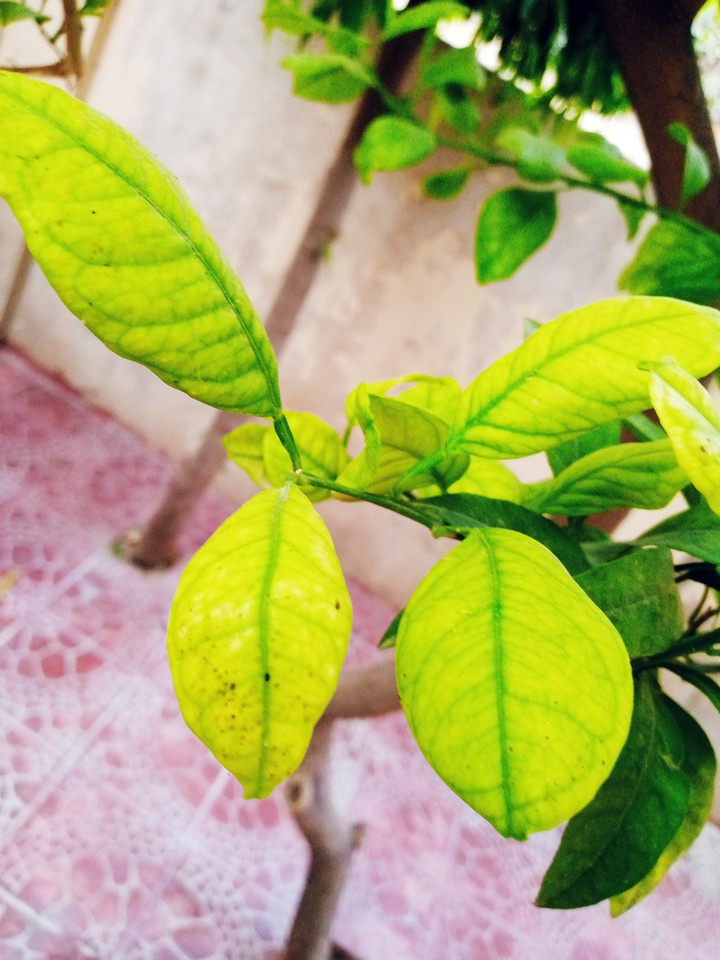 LEAVES