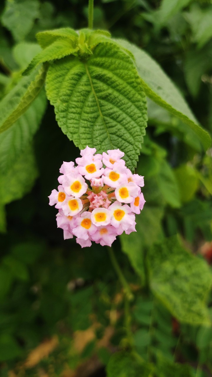 Beautiful Flower