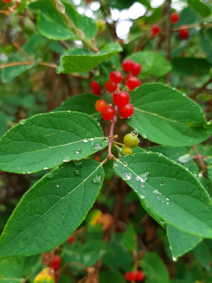 rain