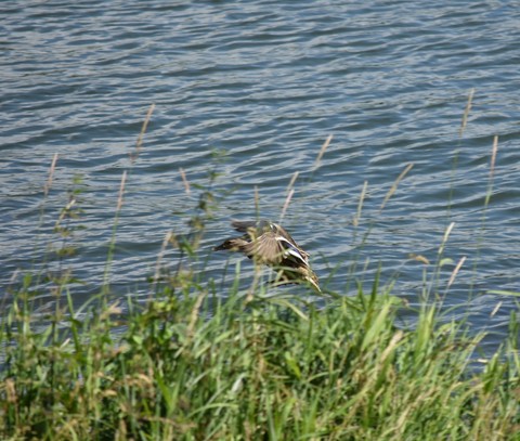 Flying duck