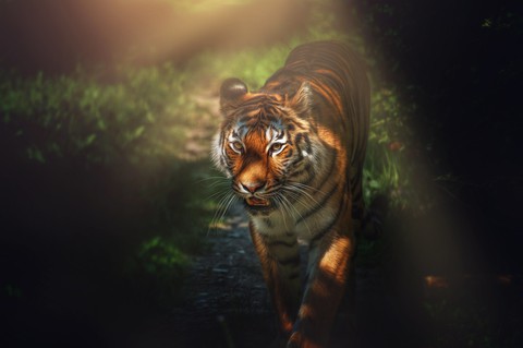 Awrsome Pic of a Tiger