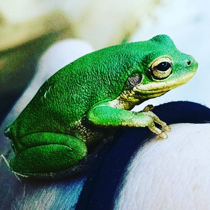 Tree Frog