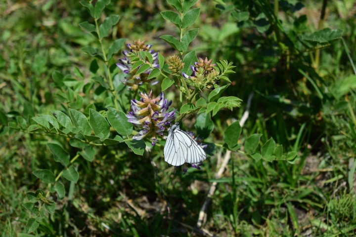 butterfly's life
