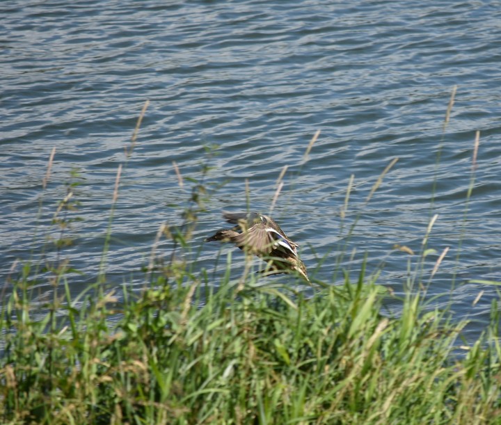 Flying duck