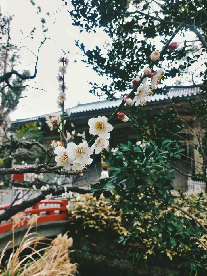 Prunus mume