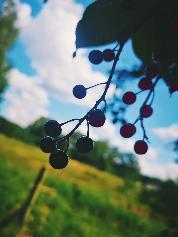 Nature