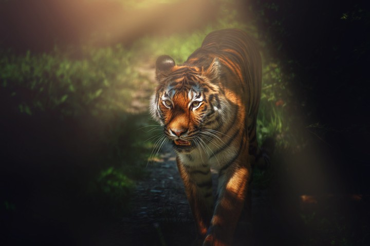 Awrsome Pic of a Tiger