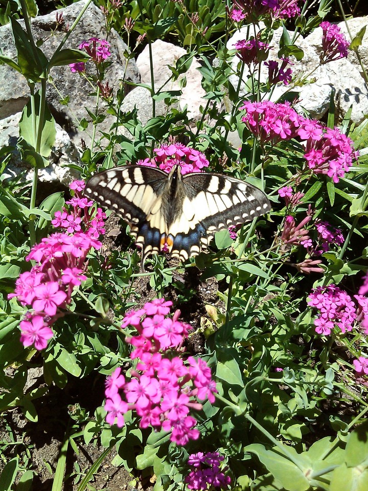 butterfly