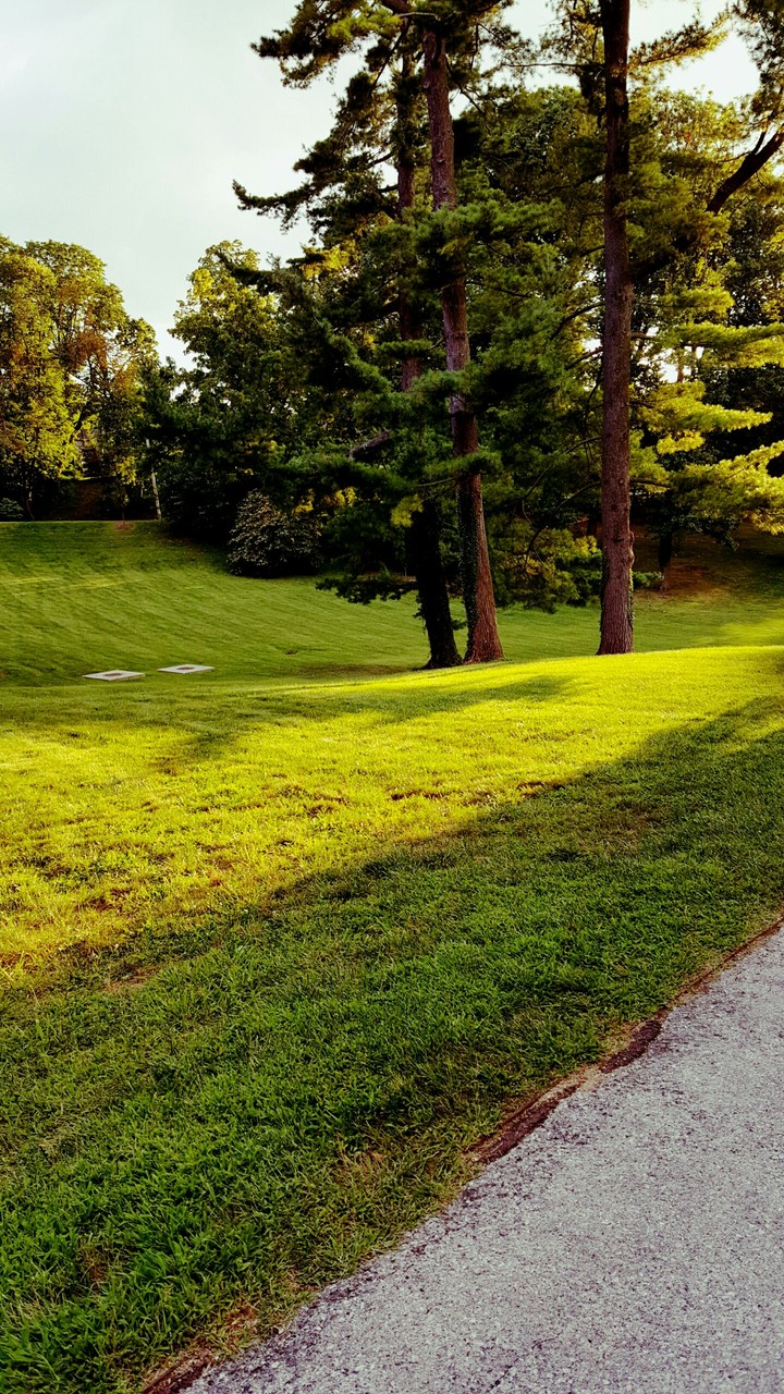 Greenery...