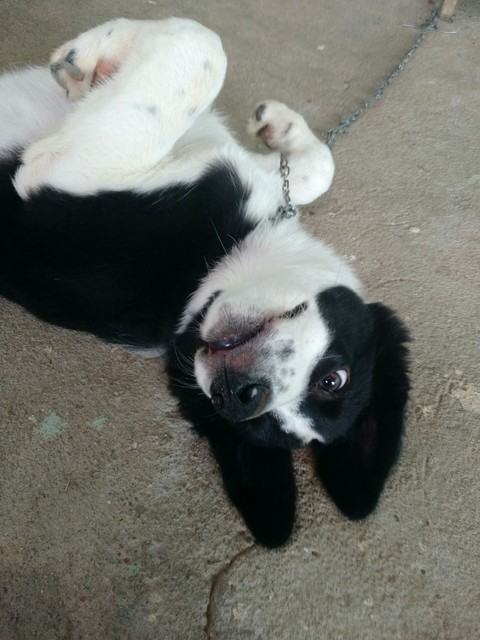 border collie