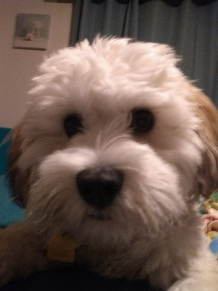 Gus