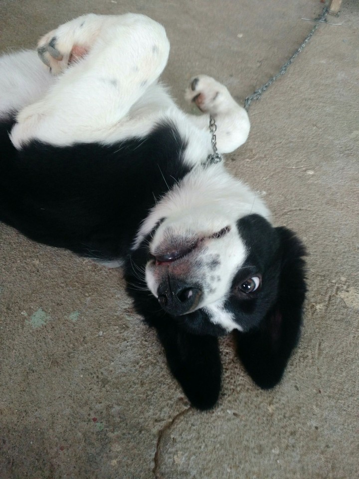 border collie