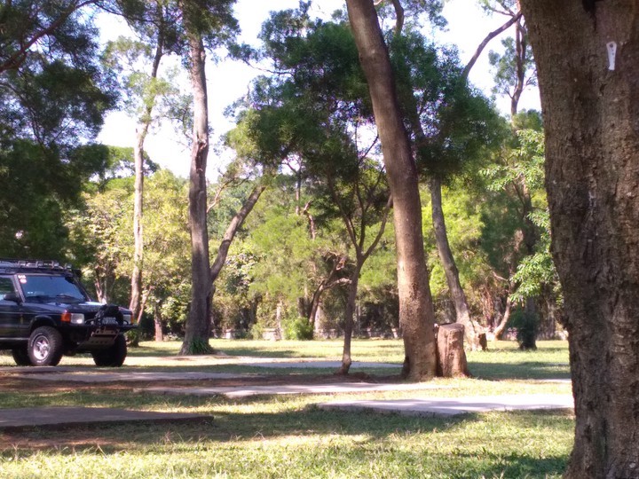 Forest