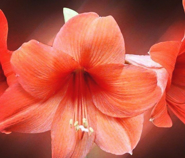 hello flower