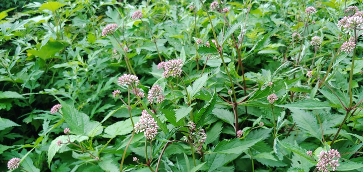 wild flowers^^