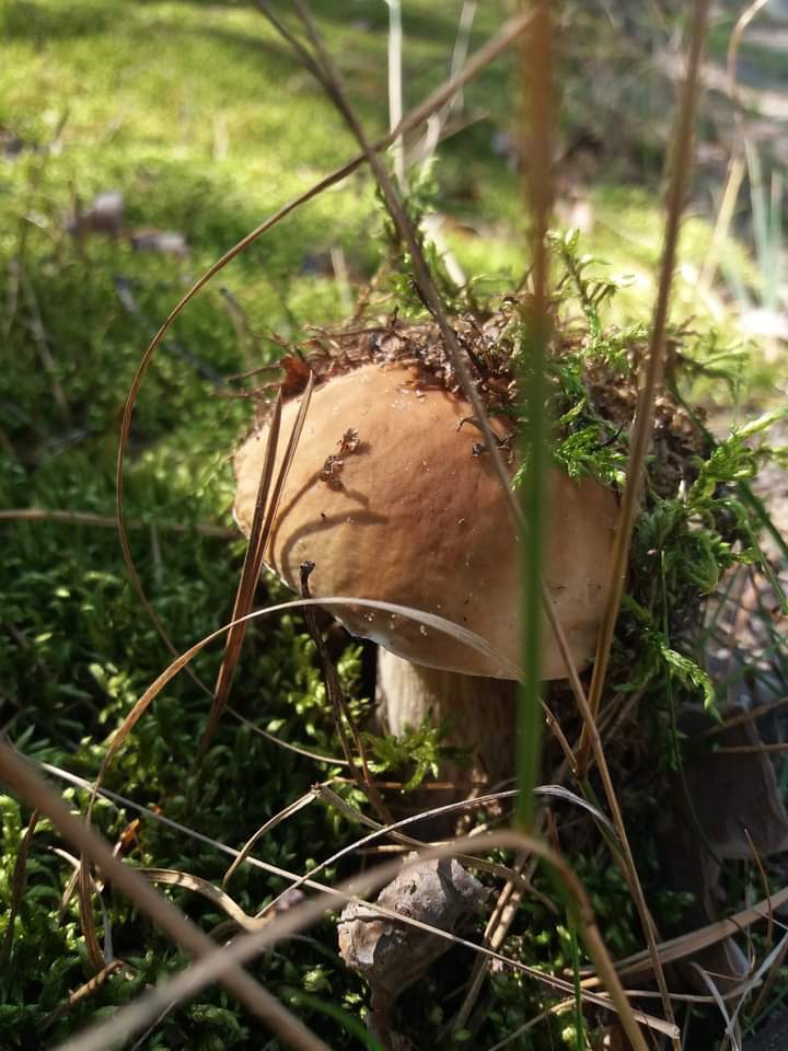 Nature/Гриб :)