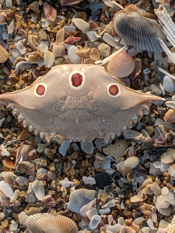 Shell