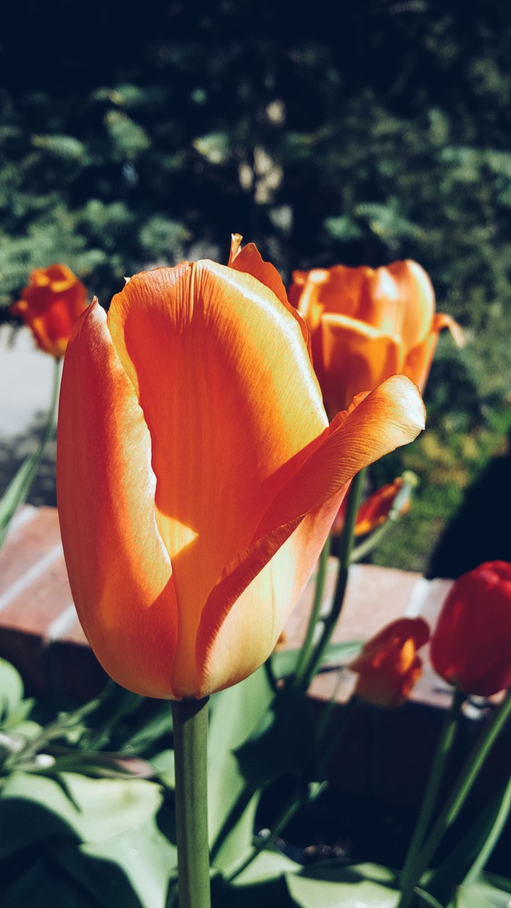 pretty flower