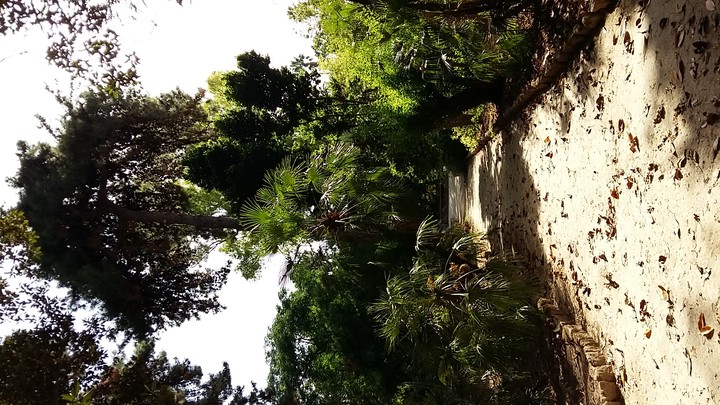 Path through nature