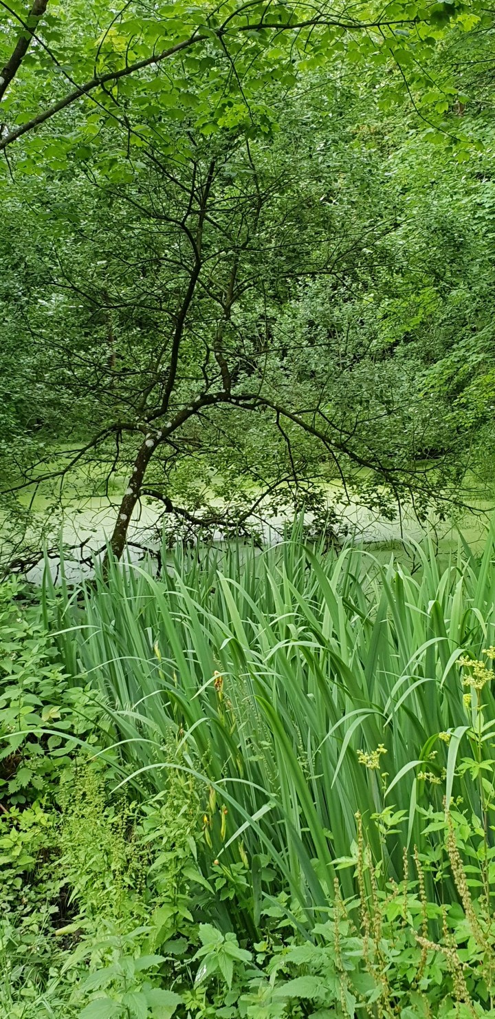 Natur