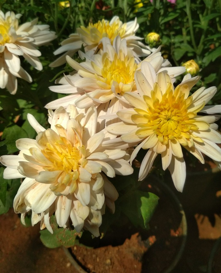Flowers