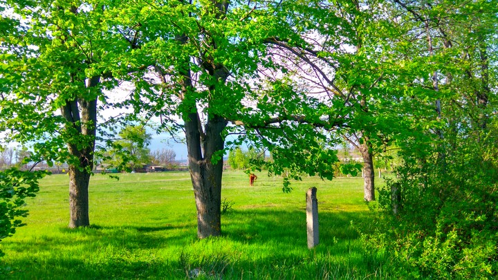 Green Esence 2