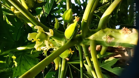 baby papaya