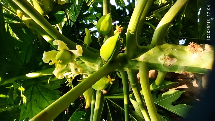 baby papaya
