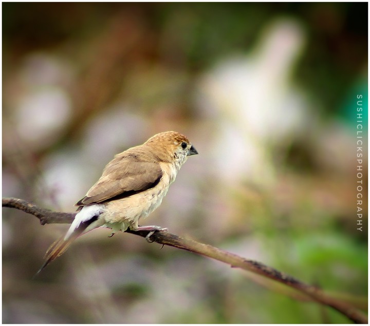 indian silver bill