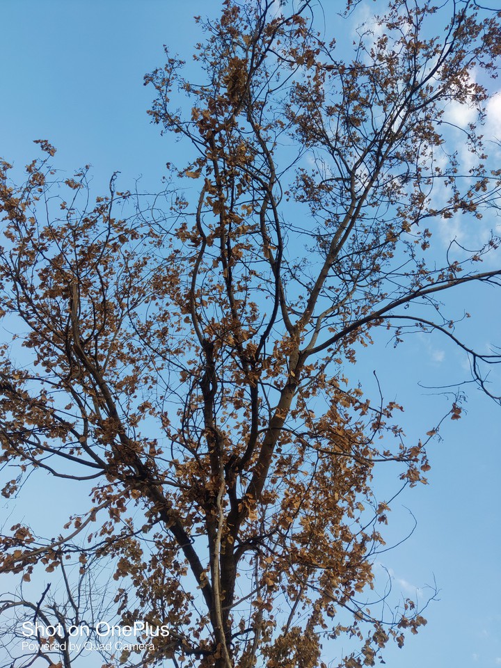 tree