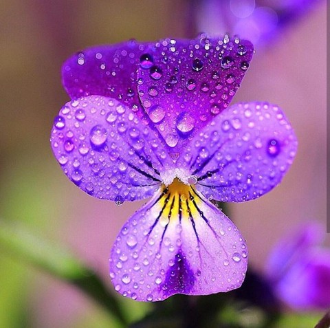 purple