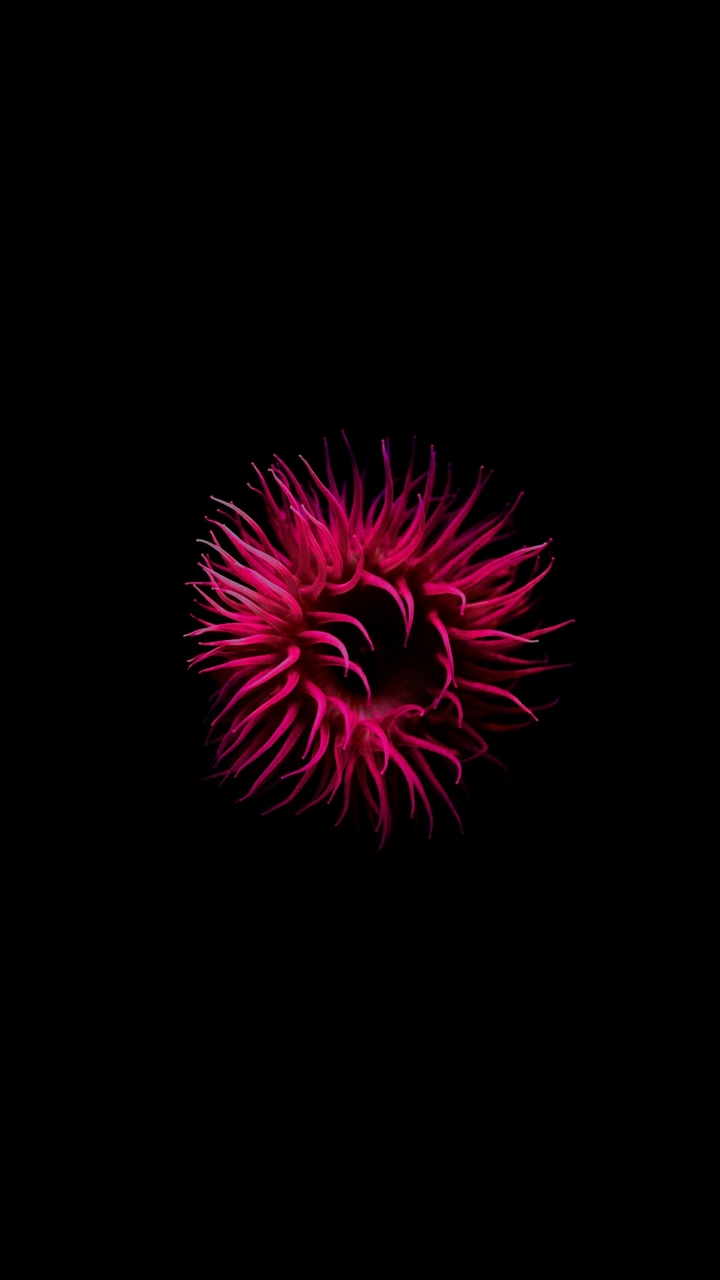 Pink Anemone