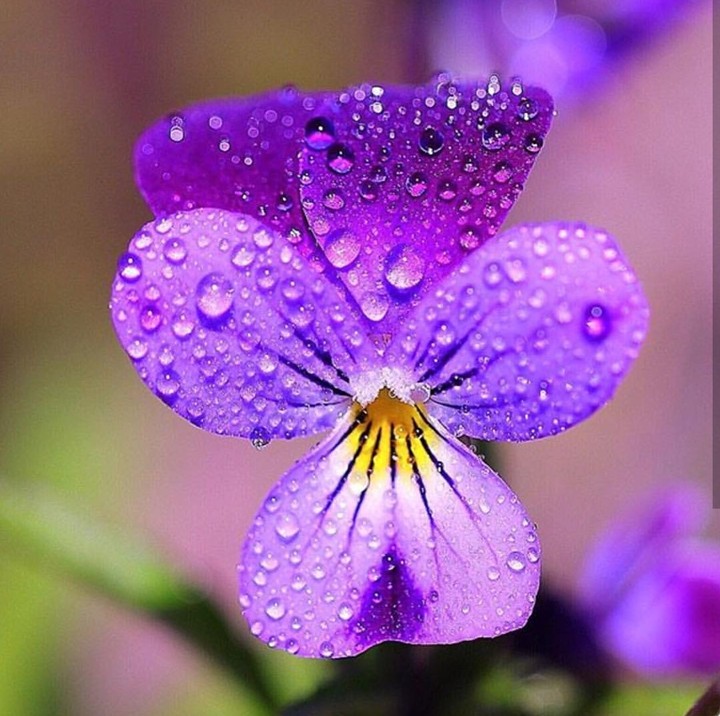 purple