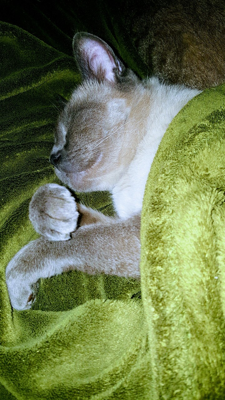 Loveli cat