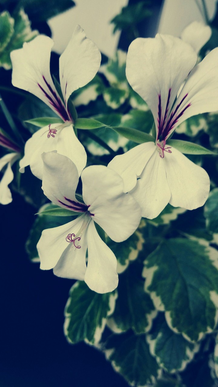 white and purple