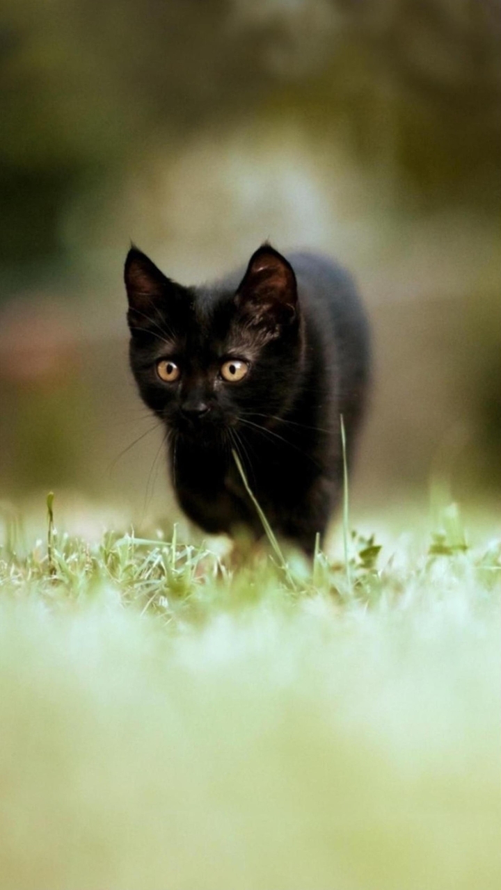 Black Kitty's